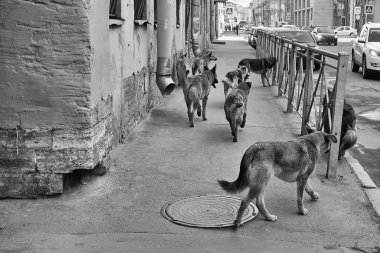 kaldırımda yürüyen bir grup sokak köpeği                   