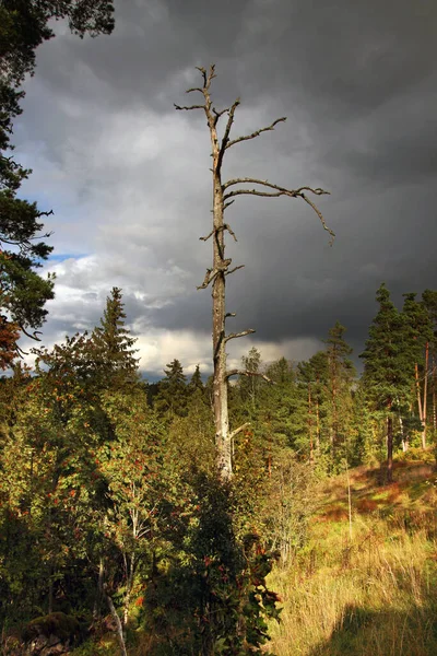 Alto Árbol Seco Brillantemente Iluminado Por Sol Bosque Sobre Telón — Foto de Stock