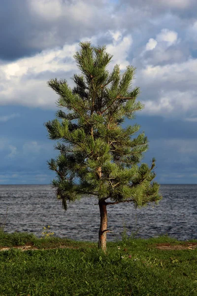 Lonely Young Pine Tree Lake Cloudy Landscape Storm — Stock Photo, Image