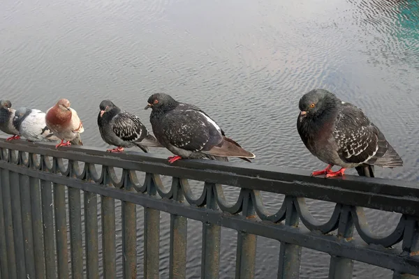 Troupeau Pigeons Assis Sur Parapet Fonte Sur Remblai Ville — Photo