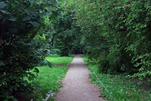 Sendero Arenoso Para Peatones Que Pasan Través Matorrales Árboles Verdes — Foto de Stock