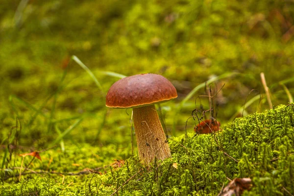 Ormanda yosunların arasında büyüyen yenilebilir beyaz mantar boletus.
