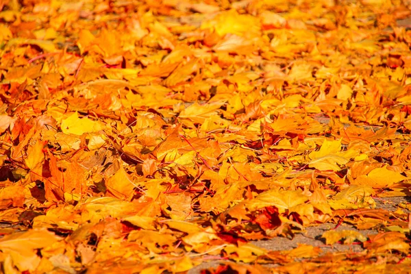 Umgestürzte Ahornblätter Liegen Herbstpark Auf Dem Boden — Stockfoto