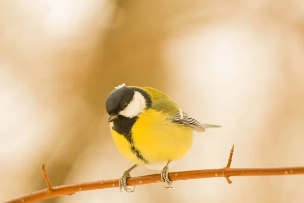 Titmouse Płatkiem Śniegu Szczycie Gałęzi Zimowym Parku — Zdjęcie stockowe