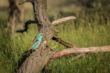 Avrupa Roller, güzel renkli ışık mavi kuş ile portre şube ile yeşil arka plan bulanık, hayvan doğa ortamlarında yaban hayatı sahne doğadan çayırda oturan