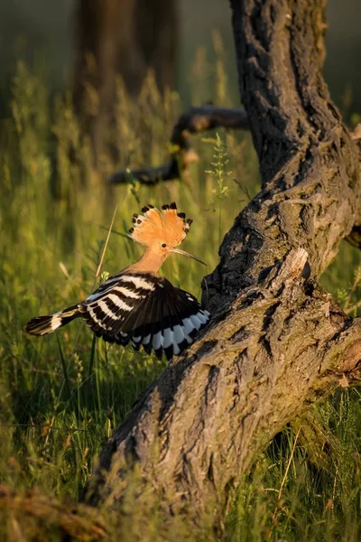 Eurasischer Wiedehopf Oder Upupa Epops Schöner Brauner Vogel Flug Der — Stockfoto