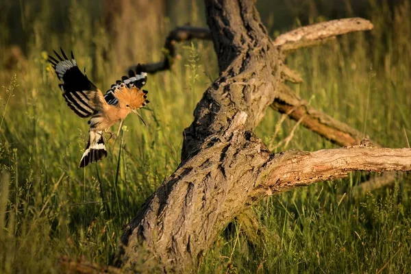 Eurasia Hoopoe Upupa Epops Hermoso Pájaro Marrón Vuelo Entrando Nido — Foto de Stock