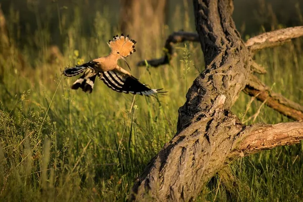 Євразійський Одуд Або Upupa Дані Красиві Коричнева Птах Польоті Гнізда — стокове фото