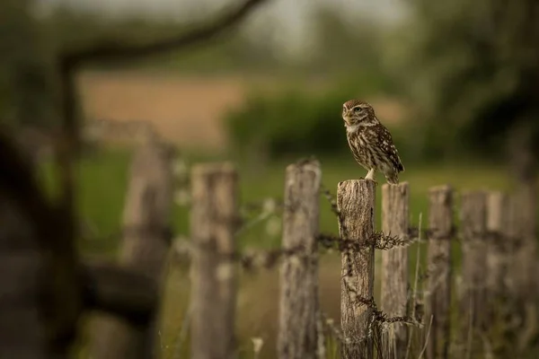 Djur Naturen Livsmiljön Wildlife Scen Från Naturen Prärieuggla Natt Fågel — Stockfoto