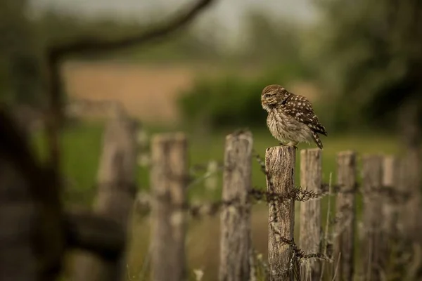 Zvíře Prostředí Přírody Divoké Scény Přírody Sýček Králičí Noční Pták — Stock fotografie