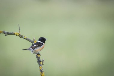 Bir çarpıcı erkek Stonechat (Saxicola torquata) bir dalda tıraşlama liken ve yosun kaplı. Doğadan yaban hayatı sahne. Hayvan doğa ortamlarında.