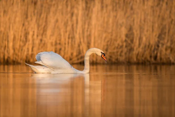 Немой Лебедь Цвет Лебедя Воде Озере Сорвать Траву Заднем Плане — стоковое фото
