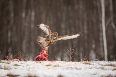 uçan predator, predator üzerinde sinsi sinsi, kahverengi kuş çengel Gaga, Avrupa, Çek Cumhuriyeti, moravia, doğadan yaban hayatı sahne ile Şahin, kış arka plan, uçan. Hayvan doğa ortamlarında.
