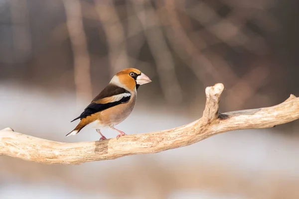 Şube Renkli Kuş Kuş Daldaki Kuş Kış Avrupa Çek Cumhuriyeti — Stok fotoğraf