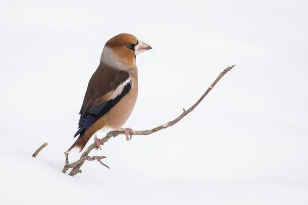 Halcón Coccothraustes Coccothraustes Sentado Rama Pájaro Colorido Pájaro Rama Pájaro — Foto de Stock