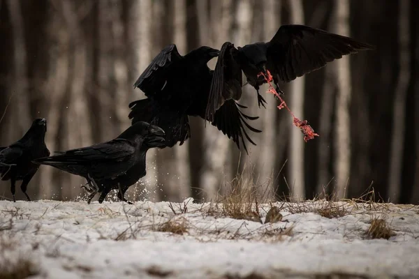 Corvo Voador Predador Espreita Pássaro Negro Com Bico Grande Cena — Fotografia de Stock
