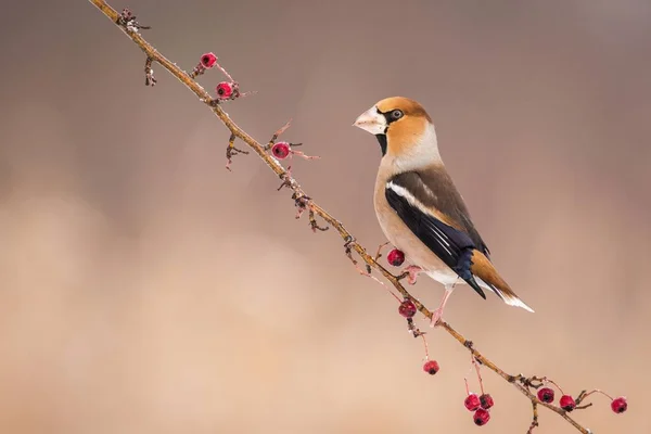 Dlask Tlustozobý Coccothraustes Coccothraustes Sedí Větev Barevný Pták Pták Pobočce — Stock fotografie