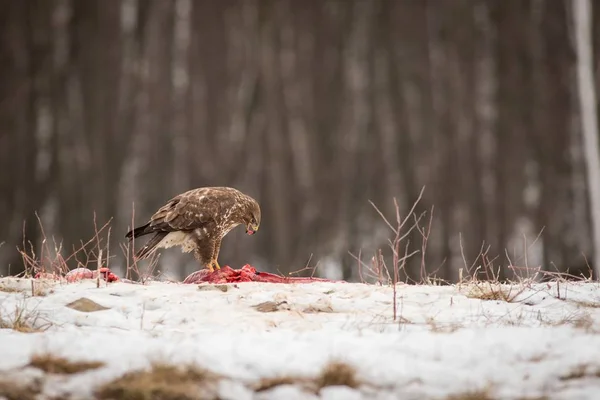 Wildlife Scen Från Snöiga Natur Närbild Ormvråk Rovdjur Jakt Brun — Stockfoto