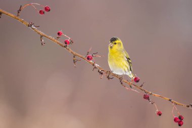 İskete (carduelis spinus) bir dal üzerinde tünemiş. Doğadan yaban hayatı sahne. Hayvan doğa ortamlarında. Doğa ortamında kırmızı meyve yeme sarı ve siyah kuş.
