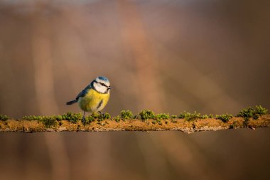 Mavi baştankara (Parus Caeruleus) sevimli mavi ve sarı songbird