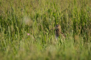 Çim arasında ortak çulluğu (Gallinago Gallinago).