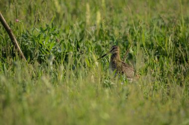 Çim arasında ortak çulluğu (Gallinago Gallinago).