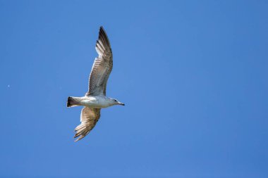 Üzerinde mavi gökyüzü arka plan üzerinde izole uçan martı (Chroicocephalus ridibundus) bir siyah başlı.