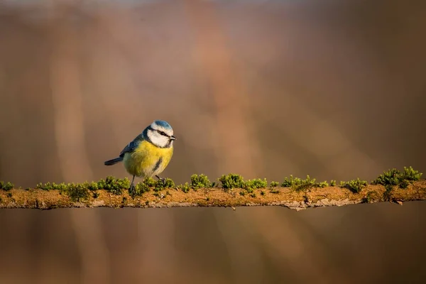 Blue Tit (Parus Caeruleus) cute blue and yellow songbird — Stock Photo, Image