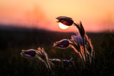 Pulsatilla Grandis öğleden sonra güneşte bir çayır üzerinde.