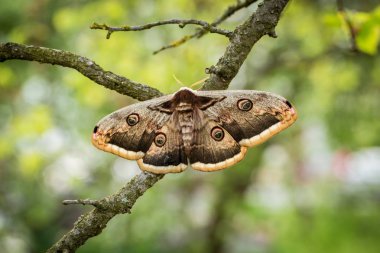 Büyük Tavus kuşu (Saturnia pyri) kapatın)