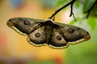 Büyük Tavus kuşu (Saturnia pyri) kapatın)