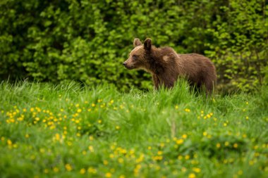 Çayırda Kahverengi Ayı (Ursus arctos)