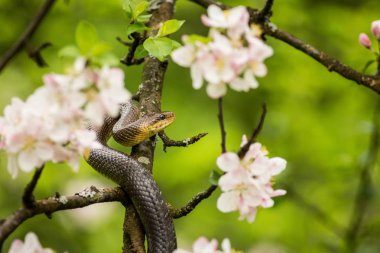 Bir çiçek ağacında Aesculapean yılanı.