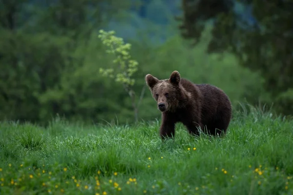 Medvěd hnědý (Ursus arctos) na louce — Stock fotografie