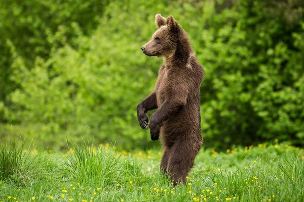 Braunbär (ursus arctos) stehend — Stockfoto