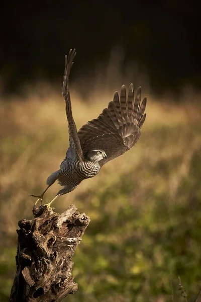 Pardal-asiático (Accipiter nisus) voando . — Fotografia de Stock