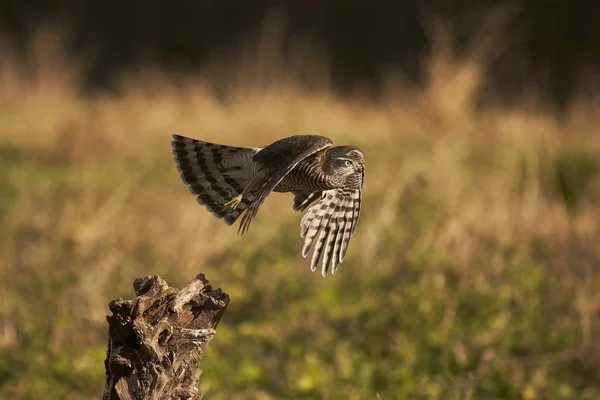 Eurasian Sparrowhawk (Accipiter nisus) létající. — Stock fotografie