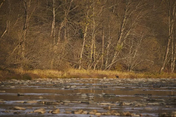 Loup (Canis lupus) dans la rivière . — Photo