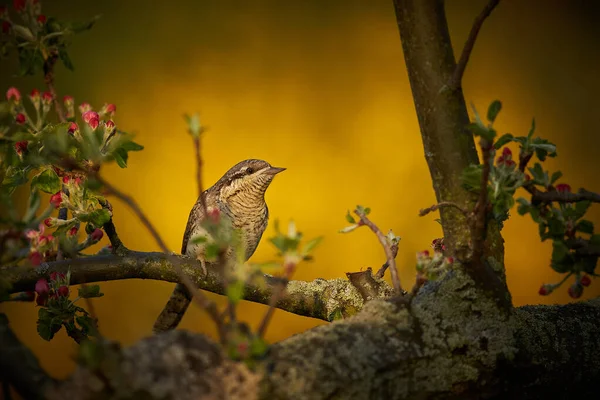 Wildlife Scene Uit Europa Euraziatische Wryneck Close Portret Avondzon Verlicht — Stockfoto