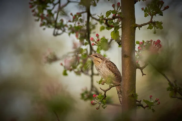 Wildlife Scene Uit Europa Euraziatische Wryneck Close Portret Avondzon Verlicht — Stockfoto