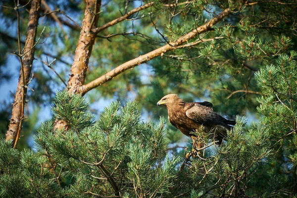 Örn Skogsmiljö Örn Naturmiljö Grön Växtlighet Brun Örnfågel Som Sitter — Stockfoto