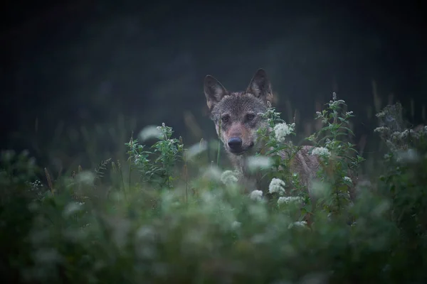 Wolf - Canis lupus hidden in a meadow at night and in the fog. Wildlife scene from Poland nature.  Dangerous animal in nature forest and meadow habitat.