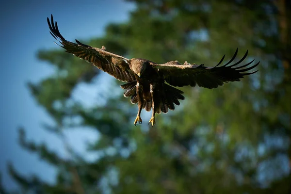 森林里的老鹰栖息地鹰在自然界的栖息地 绿色的植被 是的野生动物的自然景观 鸟类在自然界中的行为 鹰的飞鸟在田野草地上 — 图库照片