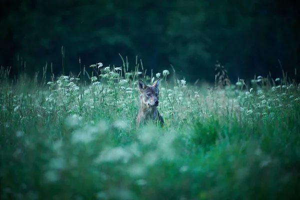 Wolf - Canis lupus hidden in a meadow at night and in the fog. Wildlife scene from Poland nature.  Dangerous animal in nature forest and meadow habitat.