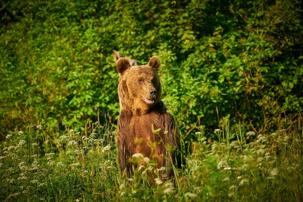 Wildlife scene from Poland nature.  Dangerous animal in nature forest and meadow habitat. Brown bear, close-up detail portrait. Bear hidden in yellow meadow.