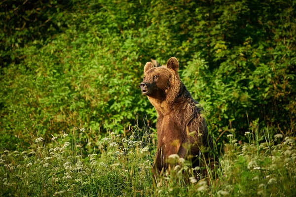 Cena Vida Selvagem Natureza Polônia Animais Perigosos Floresta Natural Habitat — Fotografia de Stock