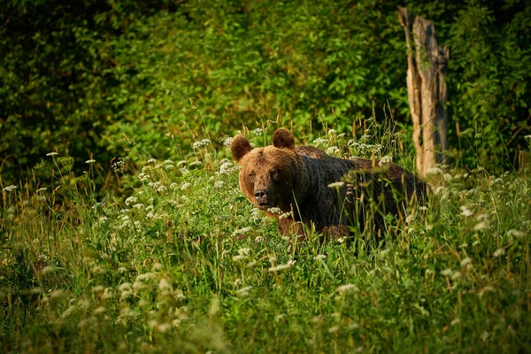 Cena Vida Selvagem Natureza Polônia Animais Perigosos Floresta Natural Habitat — Fotografia de Stock