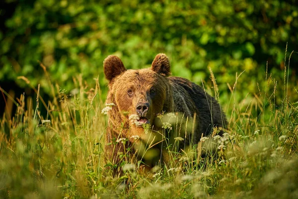 Divoká Příroda Polska Nebezpečné Zvíře Přírodním Lese Louce Medvěd Hnědý — Stock fotografie