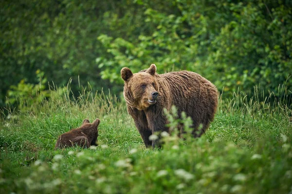 Divoká Příroda Polska Nebezpečné Zvíře Přírodním Lese Louce Medvěd Hnědý — Stock fotografie