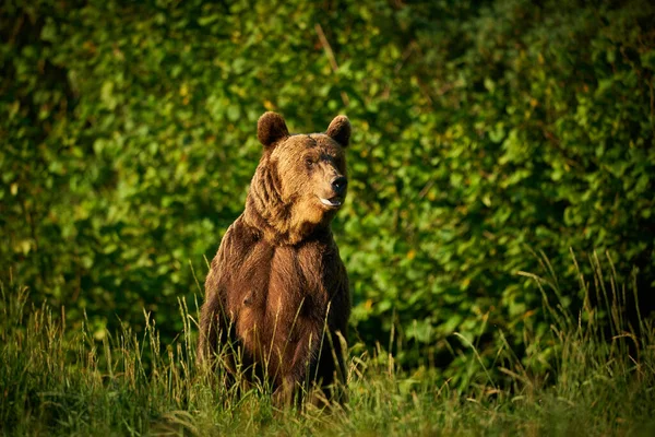 Divoká Příroda Polska Nebezpečné Zvíře Přírodním Lese Louce Medvěd Hnědý — Stock fotografie